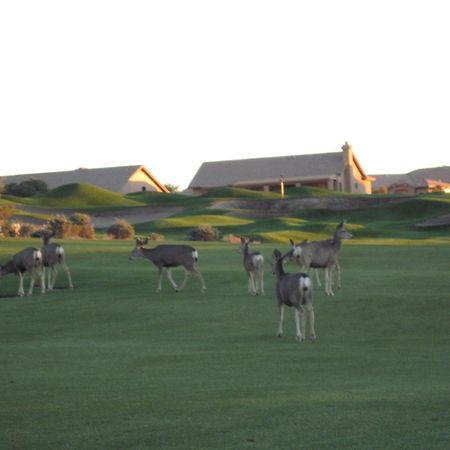 Gold Canyon Golf Resort Værelse billede