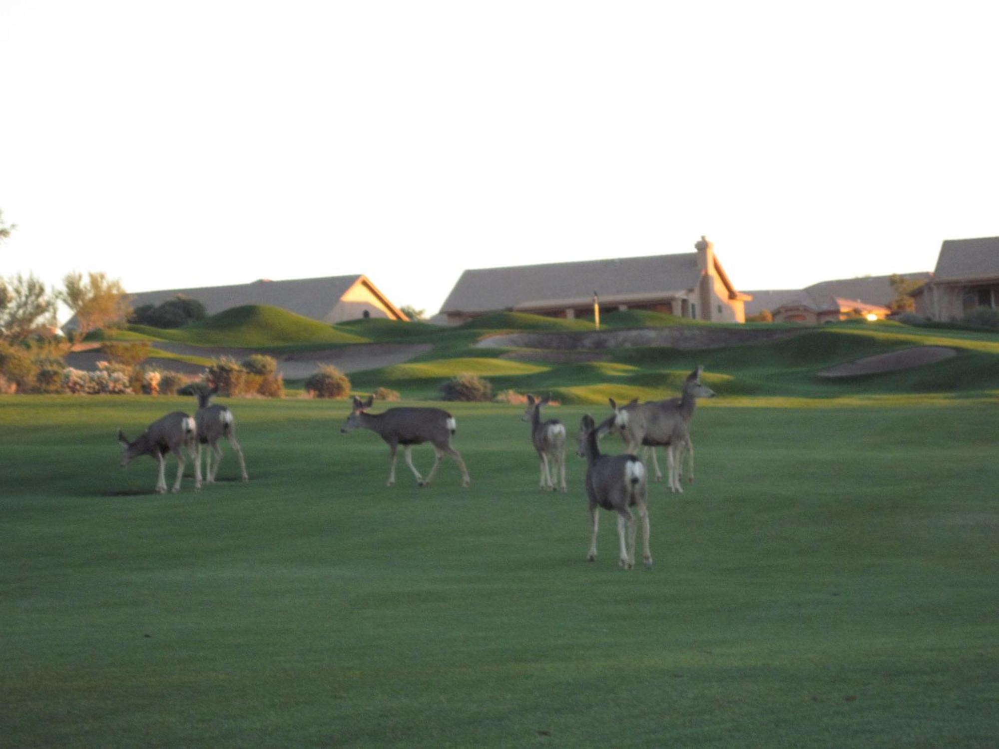 Gold Canyon Golf Resort Værelse billede